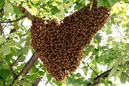 Bee swarm in a tree