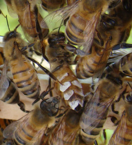 wax scales on bee