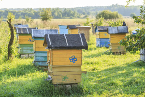 3-Backyard-Bee-Hive-Ideas